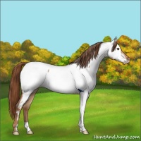 Horse Color:Red Dun Near Fewspot Rabicano 