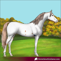 Horse Color:Chestnut Appaloosa 