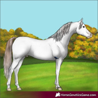 Horse Color:Brown Dun Appaloosa 