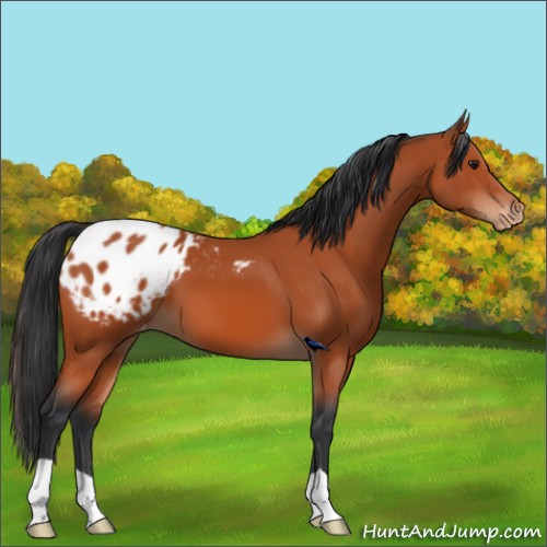 Horse Color:Brown Varnish 
