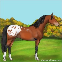 Horse Color:Brown Appaloosa