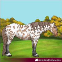 Horse Color:Bay Dun Appaloosa 