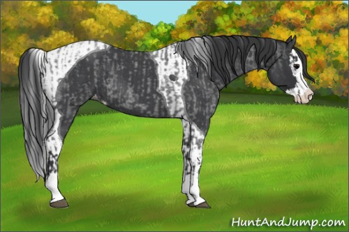 Horse Color:Blue Roan Sabino Splash Varnish  and Blue Roan Splash Tobiano Varnish 