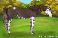 Horse Color:Liver Chestnut Sabino Splash Blanket  and Liver Chestnut Sabino Splash Blanket 