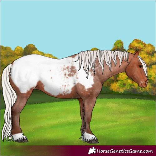 Horse Color:Silver Bay Appaloosa 