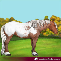 Horse Color:Silver Bay Appaloosa