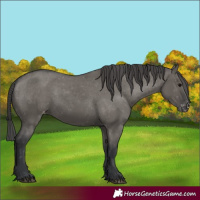 Horse Color:Unknown 