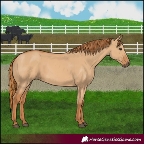 Horse Color:Red Dun 