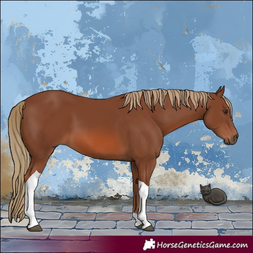Horse Color:Chestnut Tobiano