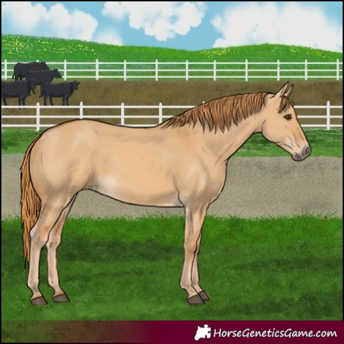 Horse Color:Red Dun 