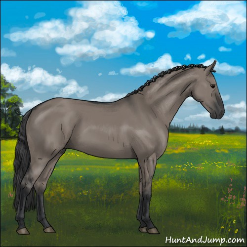 Horse Color:Grullo 
