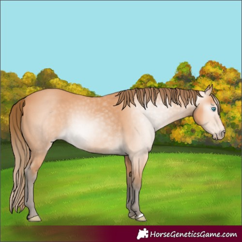 Horse Color:Gray Perlino 