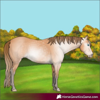 Horse Color:Gray Perlino 