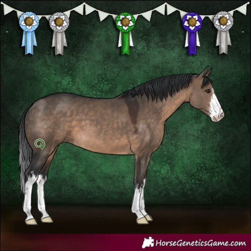 Horse Color:White Spotted Brown Dun