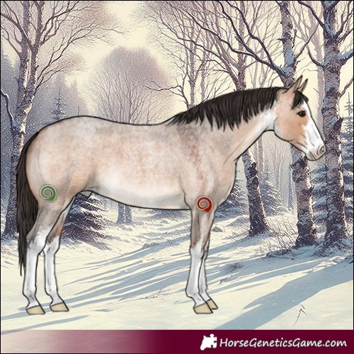 Horse Color:White Spotted Bay Roan Dun 