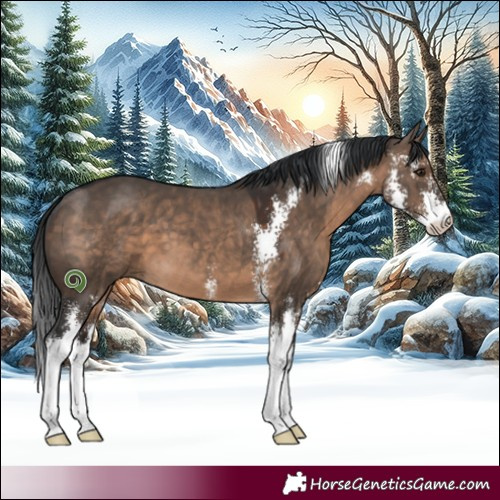 Horse Color:Brown Dun Sabino