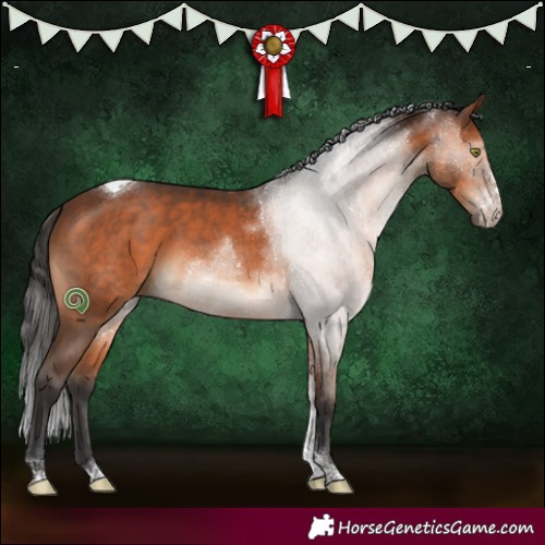 Horse Color:Brown Sabino Tobiano 