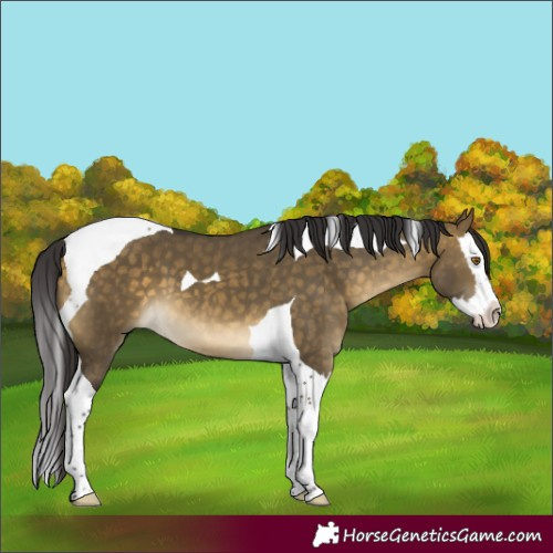 Horse Color:Buckskin Dun Splash Tobiano 