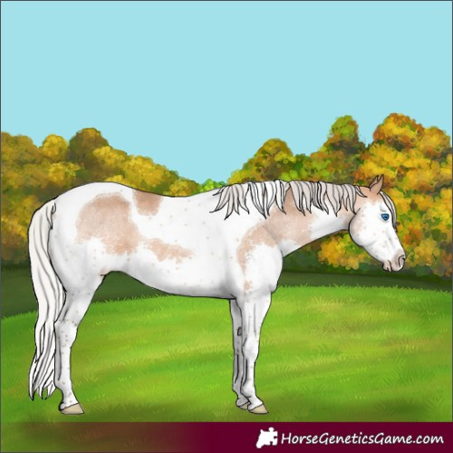Horse Color:Silver Bay Dun Splash Tobiano 