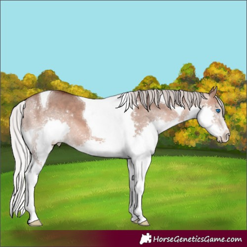 Horse Color:Silver Brown Dun Mushroom Splash Tobiano 