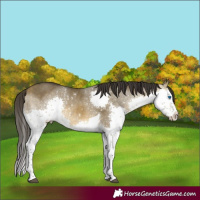 Horse Color:White Spotted Buckskin Dun Splash Tobiano