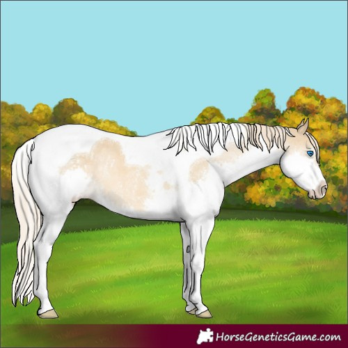 Horse Color:Chocolate Palomino Dun Mushroom Splash Tobiano 