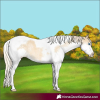 Horse Color:Chocolate Palomino Dun Mushroom Splash Tobiano 