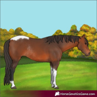 Horse Color:Bay Tobiano Rabicano 