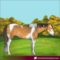 Horse Color:Buckskin Sabino Splash Tobiano