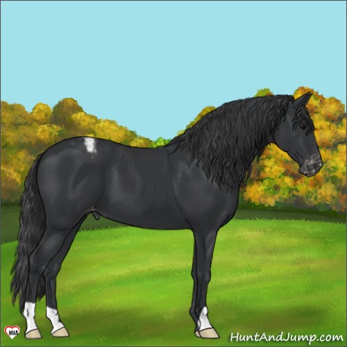 Horse Color:Black Appaloosa 