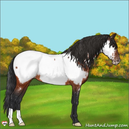 Horse Color:Brown Appaloosa 