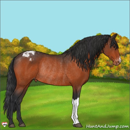 Horse Color:Brown Appaloosa Rabicano 