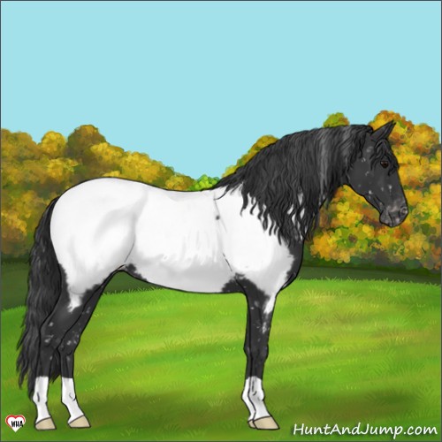 Horse Color:Black Appaloosa 