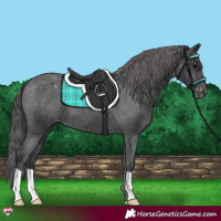 Horse Color:Black Appaloosa
