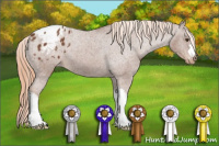 Horse Color:Chestnut Appaloosa 