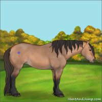 Horse Color:Bay Dun 