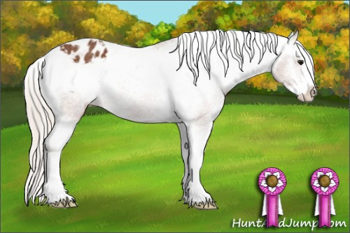 Horse Color:Silver Bay Splash Appaloosa 