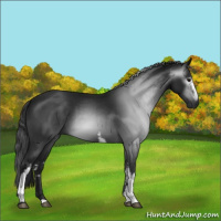 Horse Color:Gray White Spotted Black 