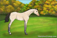 Horse Color:Bay Ice Dun 