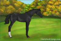 Horse Color:Gray Smoky Black 