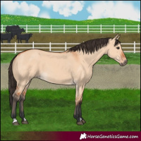 Horse Color:Bay Dun
