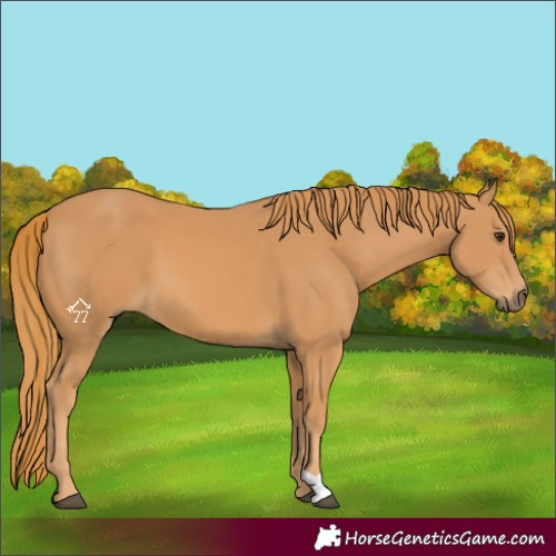 Horse Color:Chestnut 