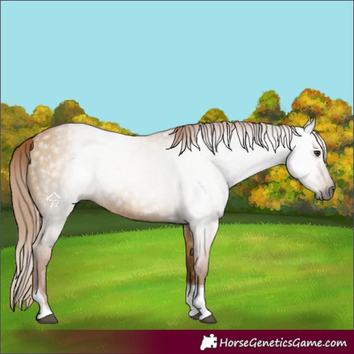 Horse Color:Gray Red Dun Tobiano 