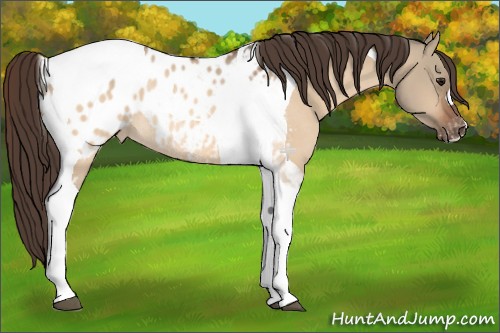Horse Color:Bay Dun Tobiano Appaloosa Rabicano 