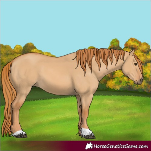 Horse Color:Red Dun