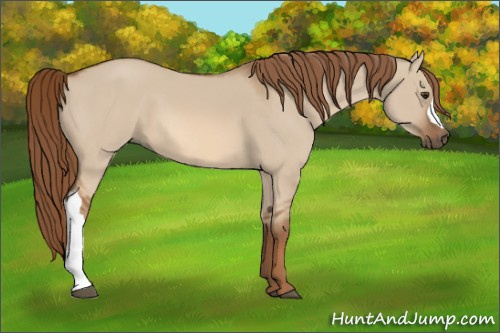Horse Color:Red Dun 