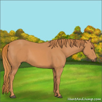 Horse Color:Chestnut Rabicano 