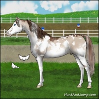 Horse Color:White Spotted Liver Red Dun Sabino Splash