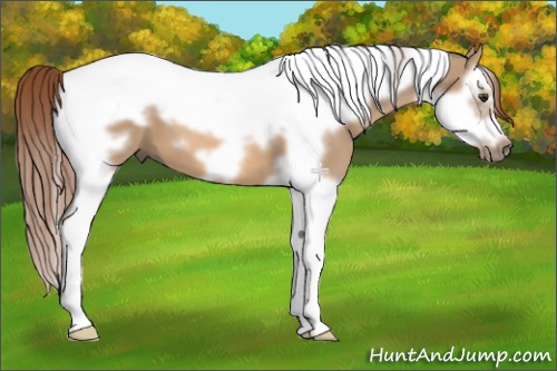 Horse Color:Red Dun Splash Tobiano Frame 