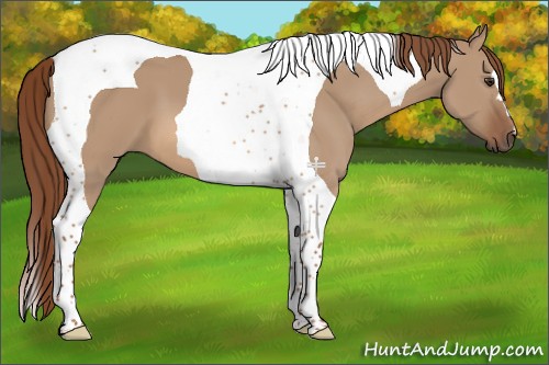 Horse Color:Red Dun Tobiano 